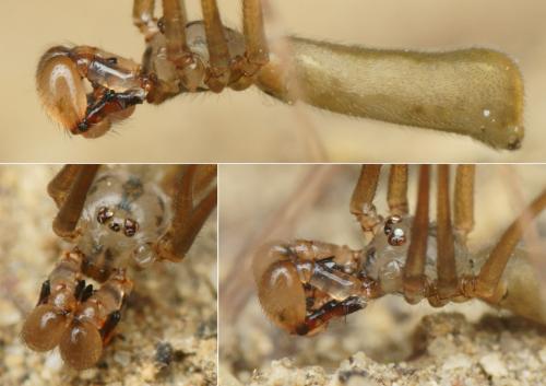 Réf. 205 847 : Pholcus opilionoides